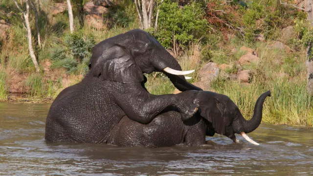 Inzalo Safari Lodge — image 6