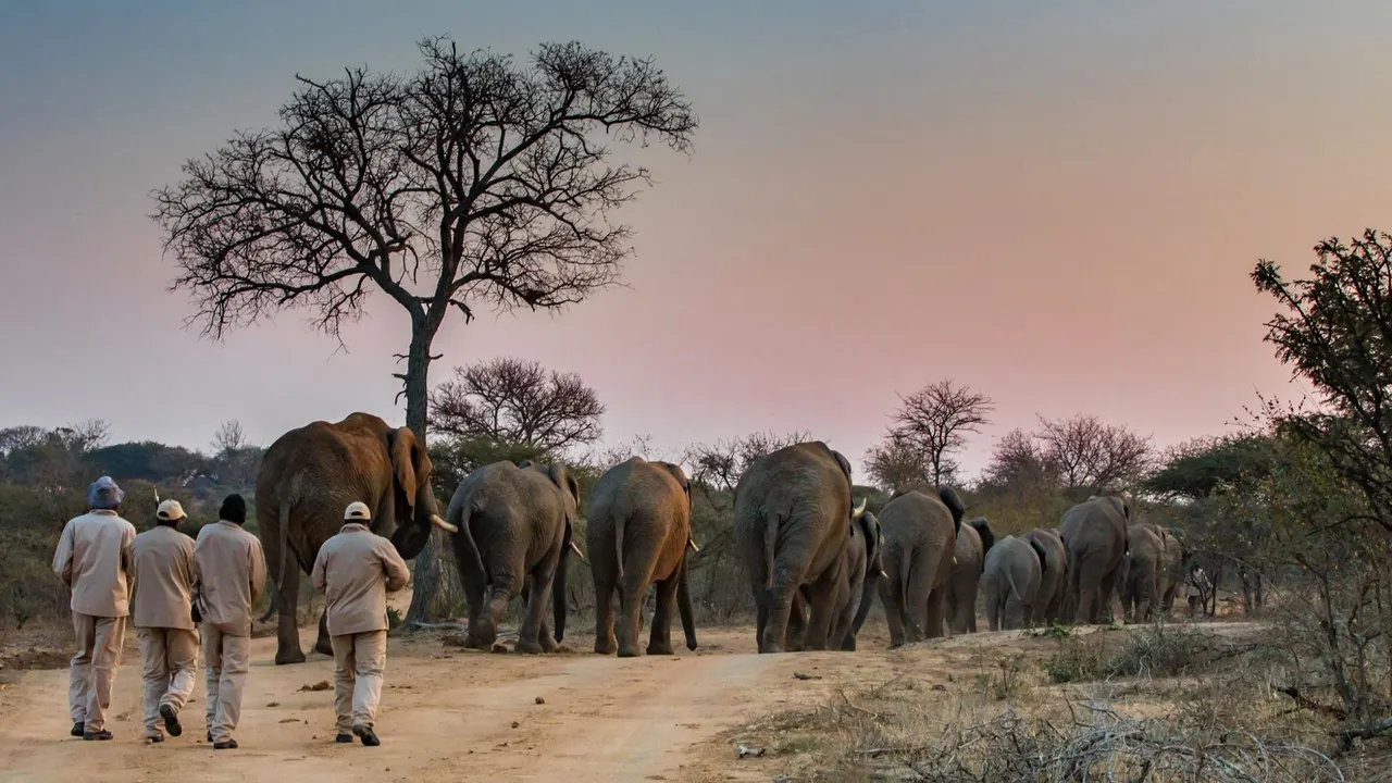 Jabulani Safari — image 8