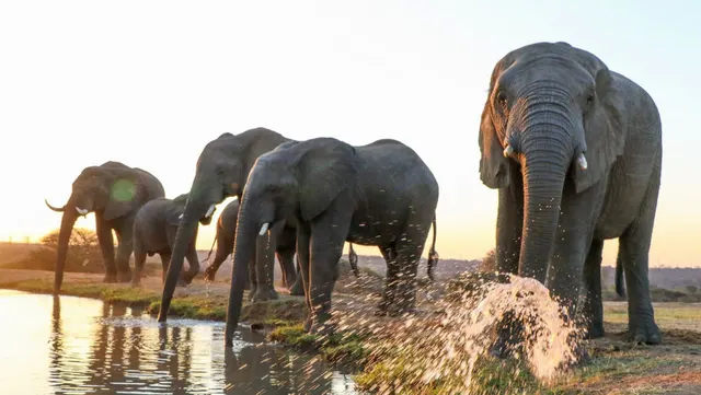 Jabulani Safari — image 3