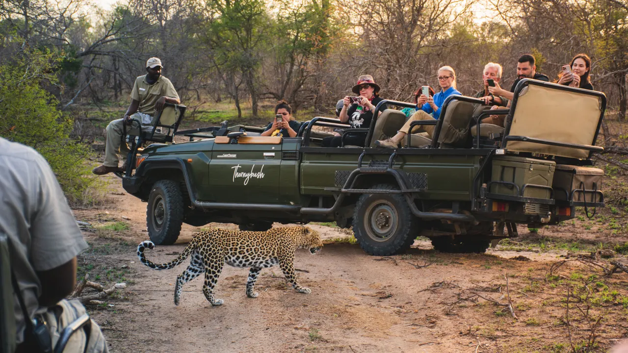 Thornybush Game Lodge — image 6