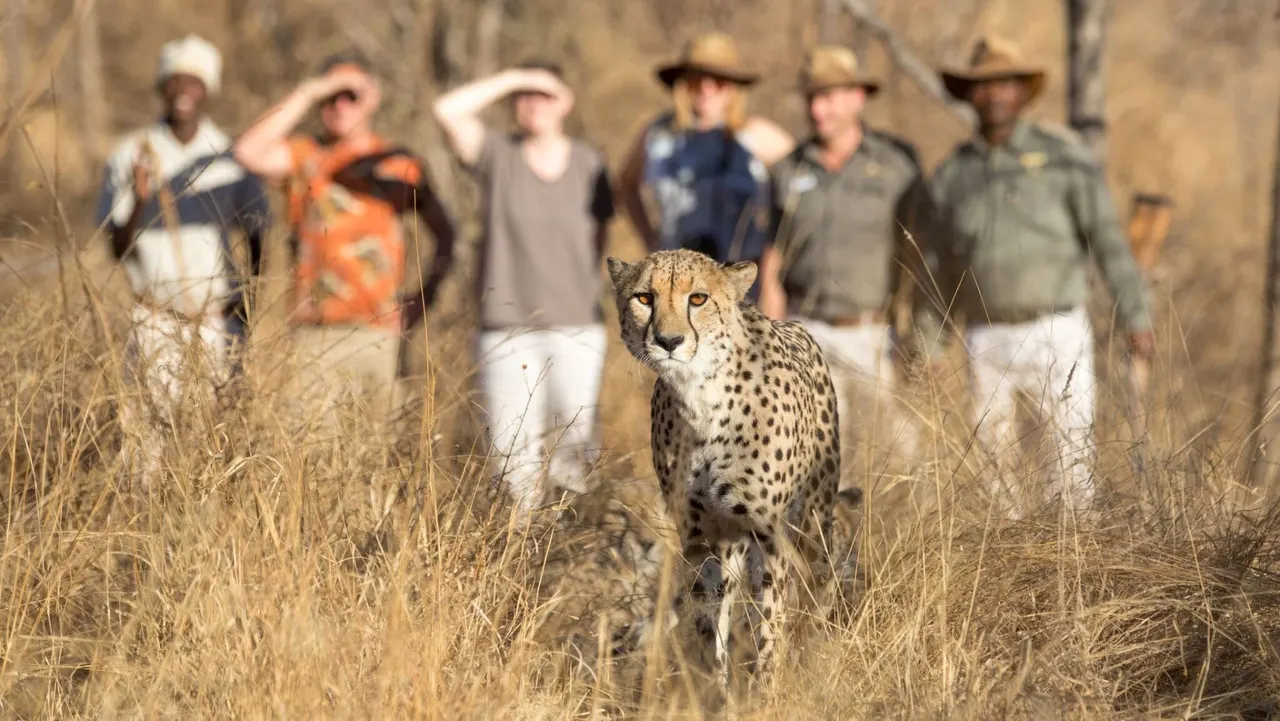 Becks Safari Lodge — image 26
