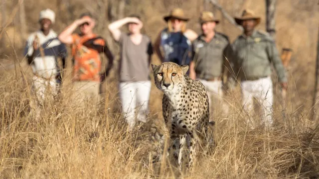 Becks Safari Lodge — image 26