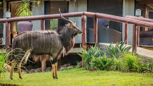 Chisomo Safari Camp — image 21