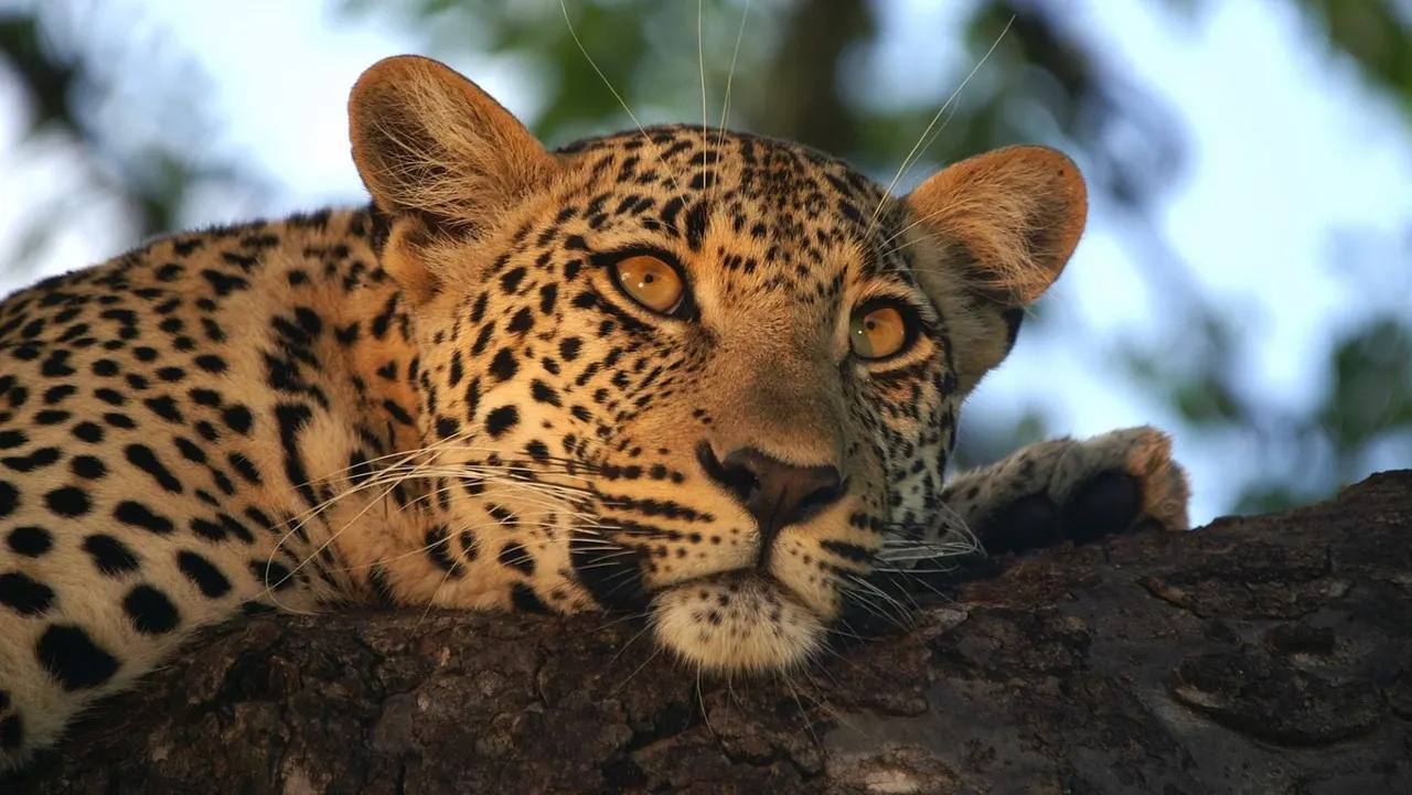 Idube Game Lodge — image 13