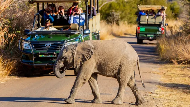 Ivory Tree Game Lodge — image 25