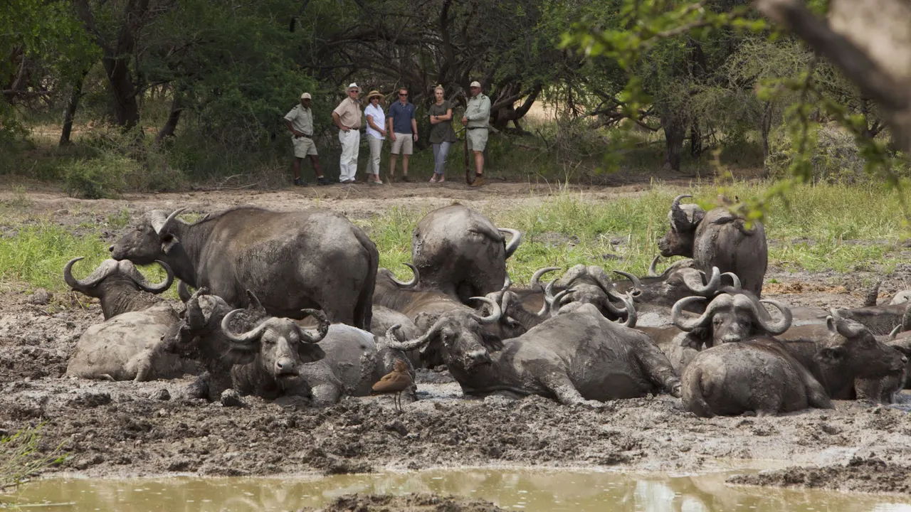 Kapama Buffalo Camp — image 25