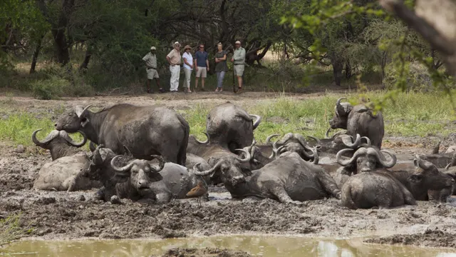 Kapama Buffalo Camp — image 25