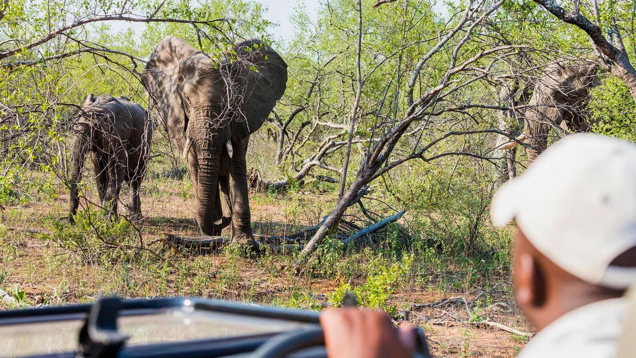 Makalali River Lodge — image 26