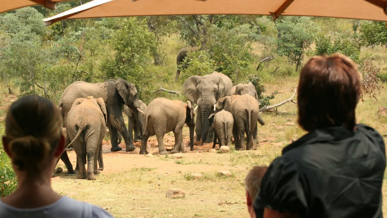 Makweti Safari Lodge — image 12