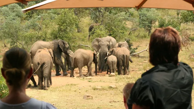 Makweti Safari Lodge — image 12