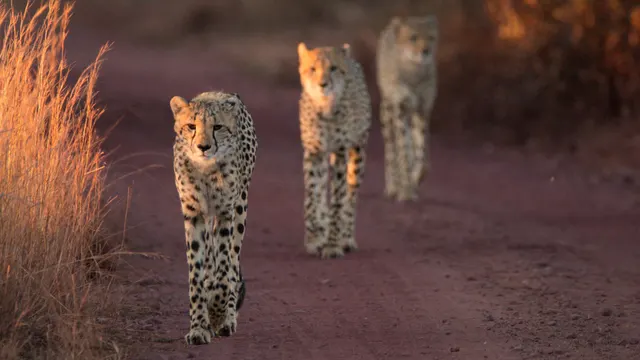 Nungubane Game Lodge — image 20