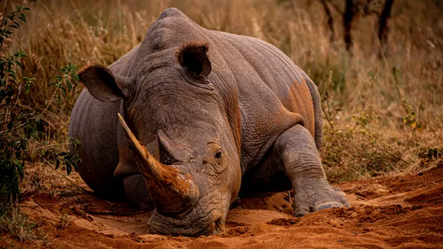 Nungubane Game Lodge — image 13