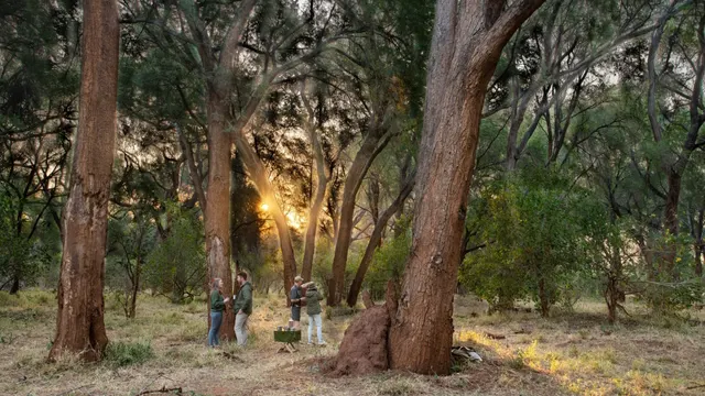 Pafuri Camp — image 23