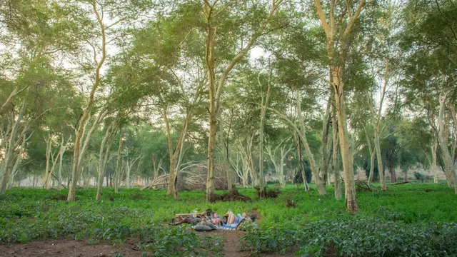 Pafuri Camp — image 34