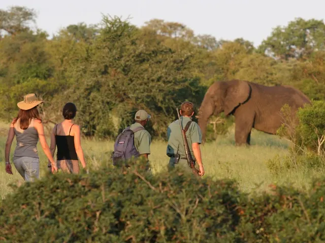 Rhino Walking Safaris