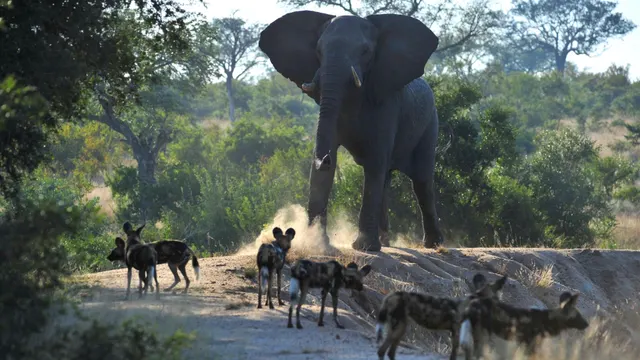 Tintswalo Safari — image 17