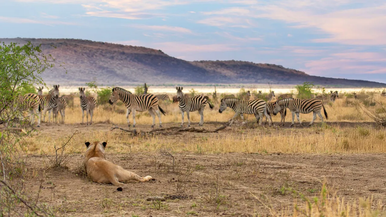 Tuningi Safari Lodge — image 17