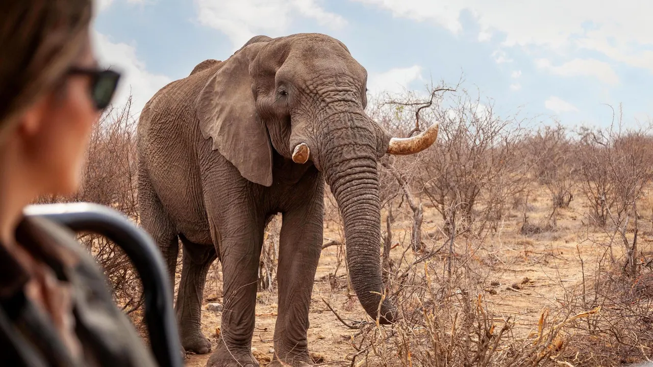 Tuningi Safari Lodge — image 30