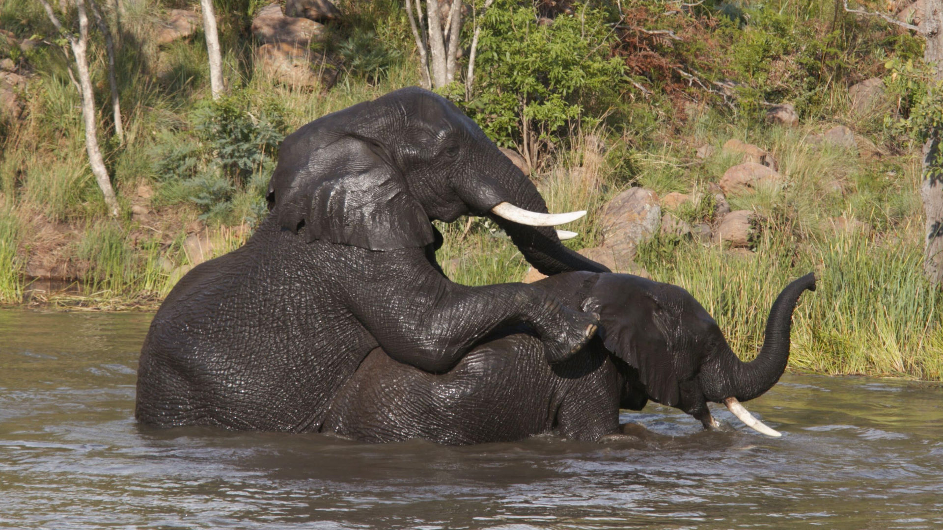 Inzalo Safari Lodge — image 5