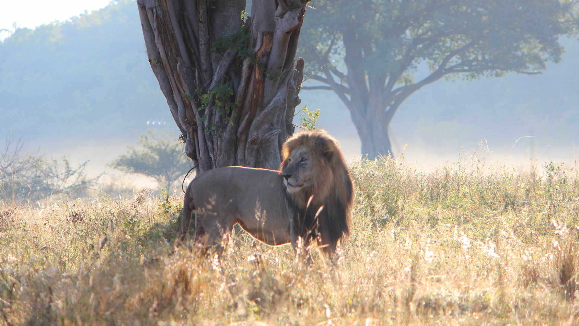 Tshwene Lodge — image 3