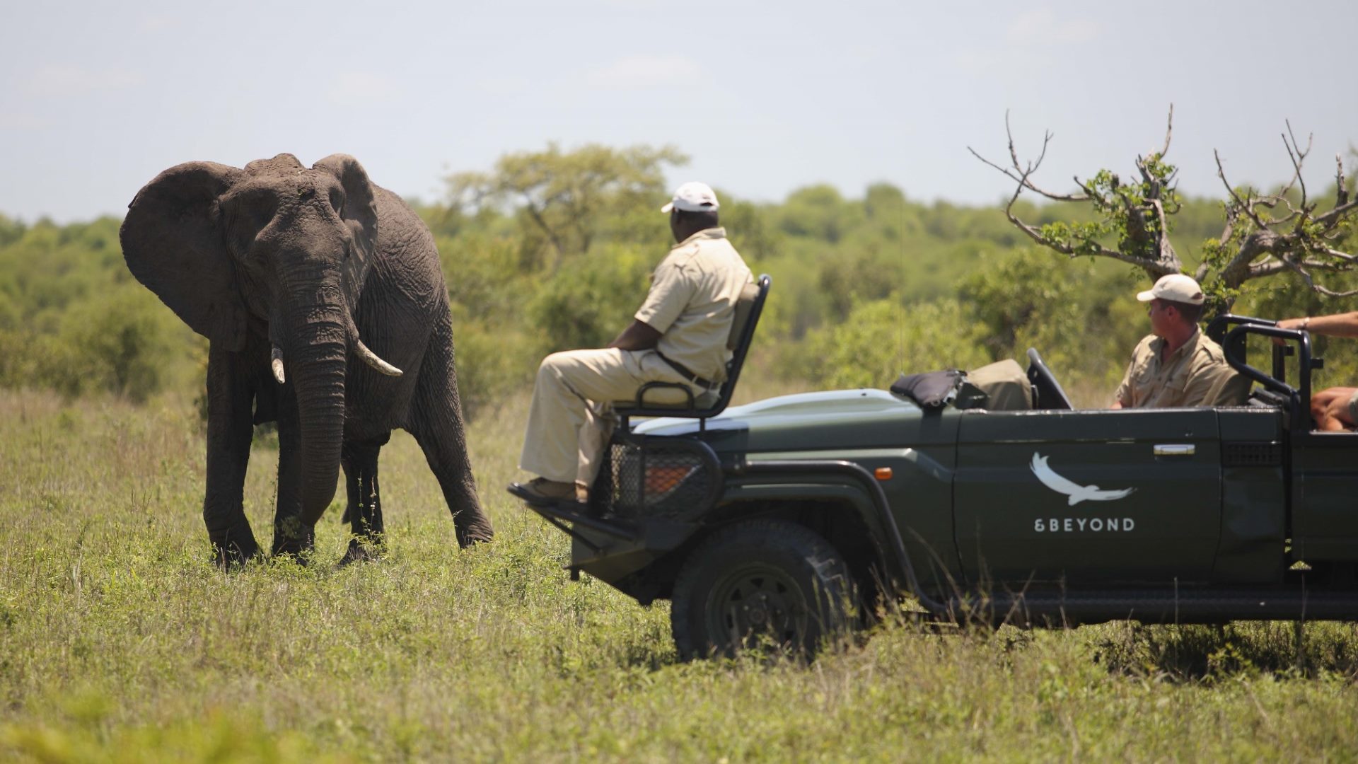 Ngala Safari Lodge — image 4