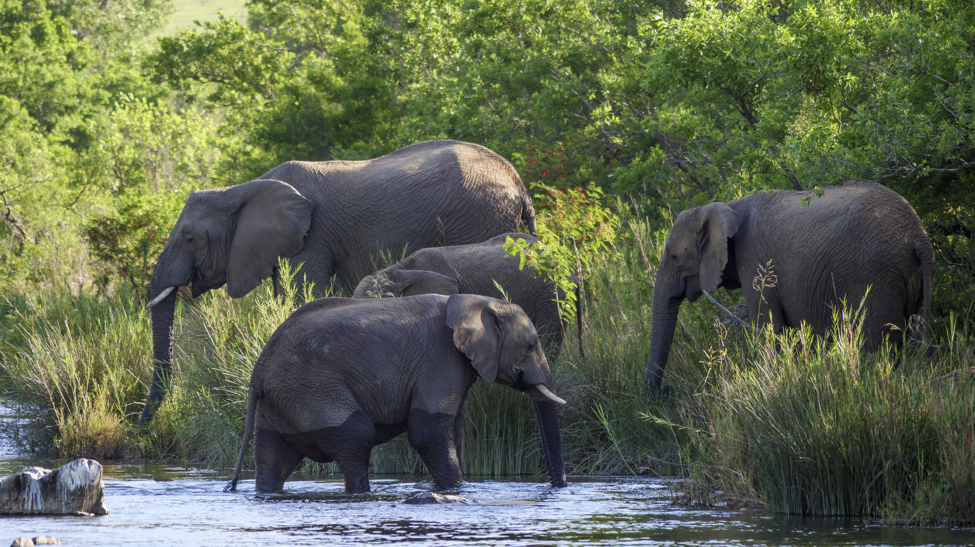 Nkomazi Tented Camp — image 3