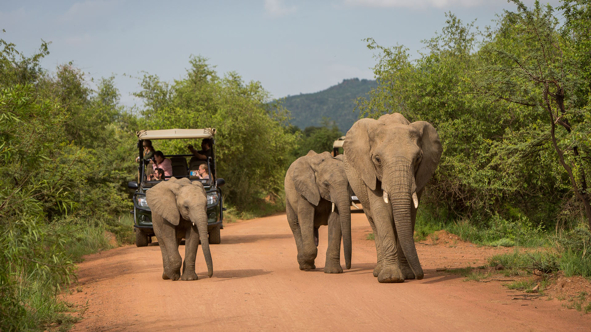 Shepherd's Tree Game Lodge — image 5