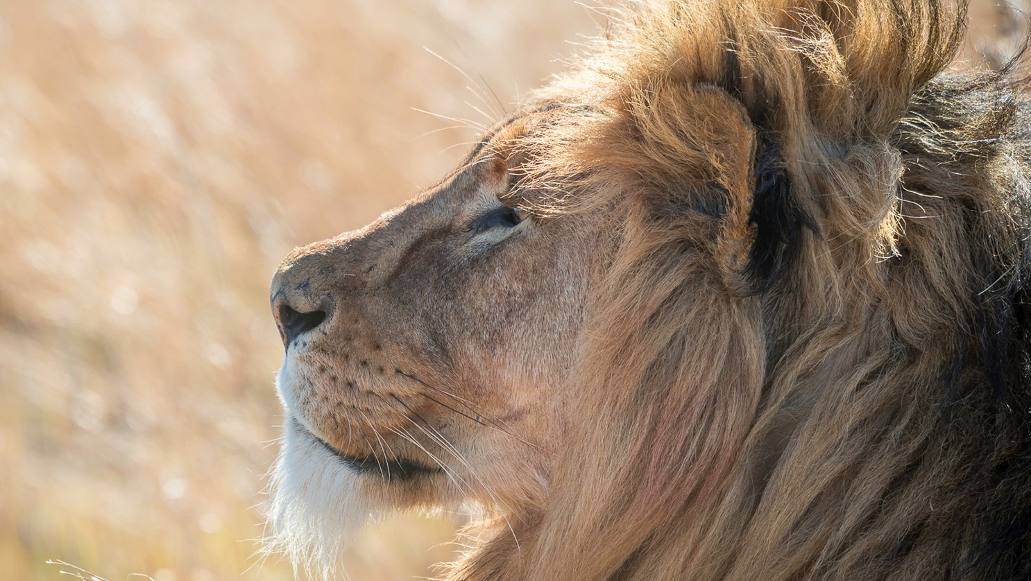 Cheetah Ridge — image 2