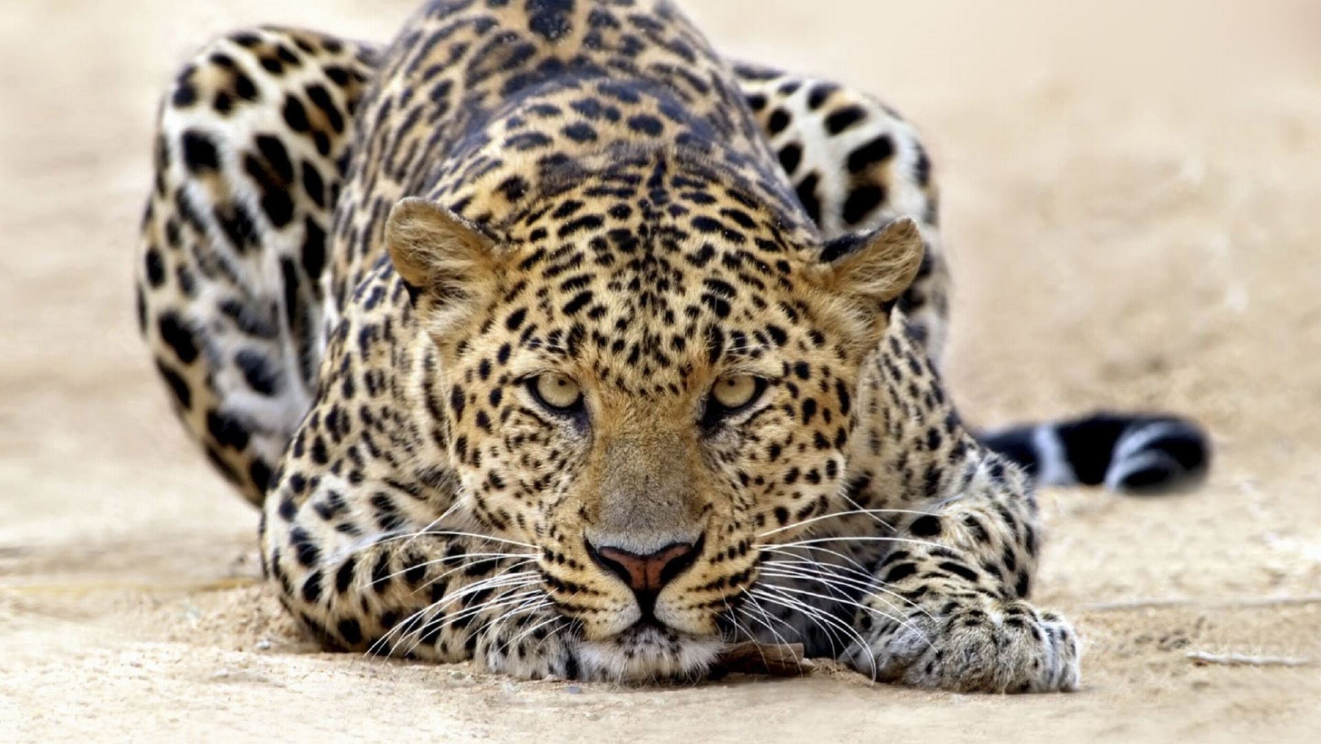 Bushscapes safari lodge escape