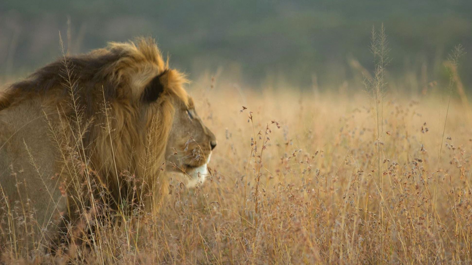 Umzolozolo Safari Lodge — image 4