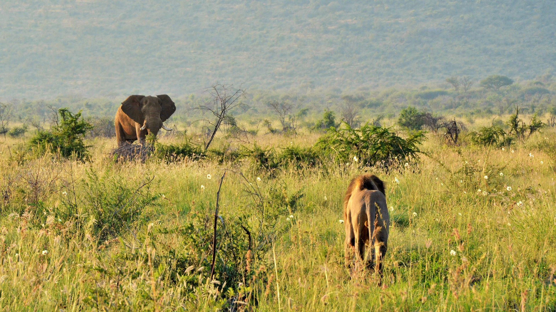 Motswiri — image 5